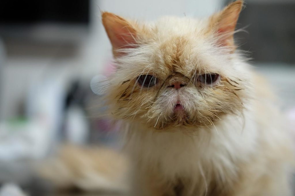 Professionele dierenkliniek in Hengelo met modern medisch apparatuur voor gezondheidscontroles en behandelingen van huisdiere